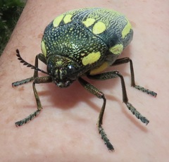 Sternocera orissa bertolonii