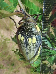 Sternocera orissa bertolonii