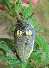 Sternocera orissa bertolonii