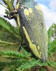 Sternocera orissa bertolonii