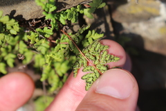 Oeosporangium
