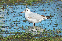 Chroicocephalus ridibundus