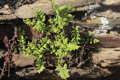 Oeosporangium