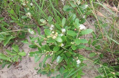 Eugenia capensis a