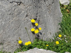 Hyoseris radiata