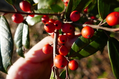 Ilex × attenuata