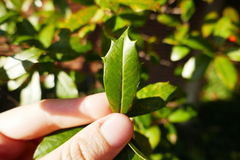 Ilex × attenuata