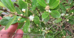 Eugenia capensis a