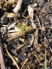 Apis mellifera