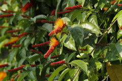 Combretum rotundifolium