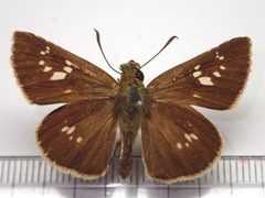 Polytremis pellucida