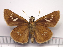 Polytremis pellucida