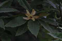 Magnolia champaca