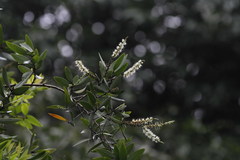 Melaleuca leucadendra