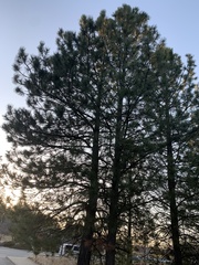 Pinus ponderosa