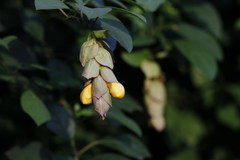 Gmelina philippensis