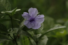 Ruellia tuberosa
