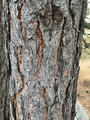 Pinus ponderosa
