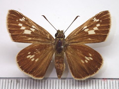 Polytremis pellucida