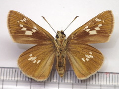 Polytremis pellucida