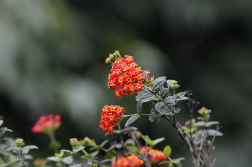Rondeletia odorata