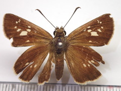 Polytremis pellucida