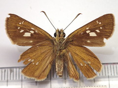 Polytremis pellucida