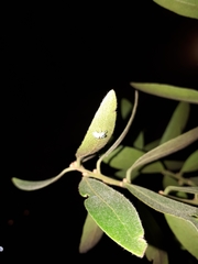 Euclea natalensis natalensis