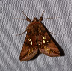 Autographa bimaculata