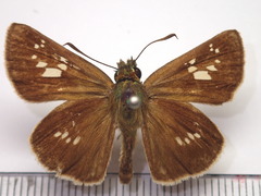 Polytremis pellucida