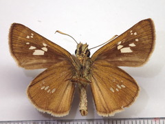 Polytremis pellucida