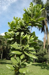 Magnolia pterocarpa