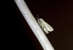 Photedes fluxa