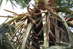 Borassus flabellifer