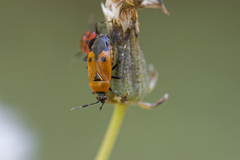 Deraeocoris punctum