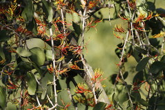Angiospermae