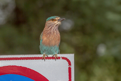 Coracias benghalensis