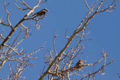 Leucosticte