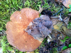 Suillus