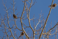 Leucosticte