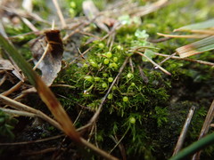 Pleuridium acuminatum