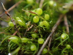 Pleuridium acuminatum