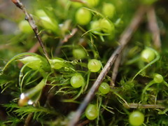 Pleuridium acuminatum