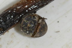 Armadillidium pictum