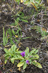 Viola gmeliniana
