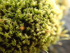 Hymenoloma crispulum