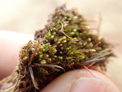 Bryum barnesii