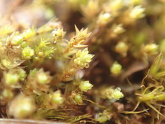 Bryum barnesii