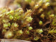 Bryum barnesii