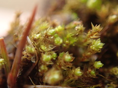 Bryum barnesii